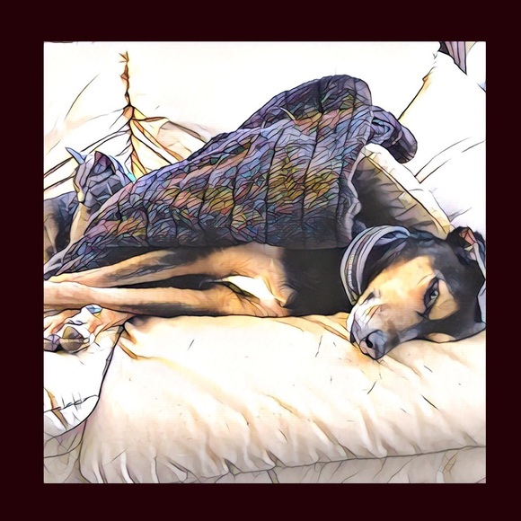 Meet your Posher, Audrey - Picture 2 of 3